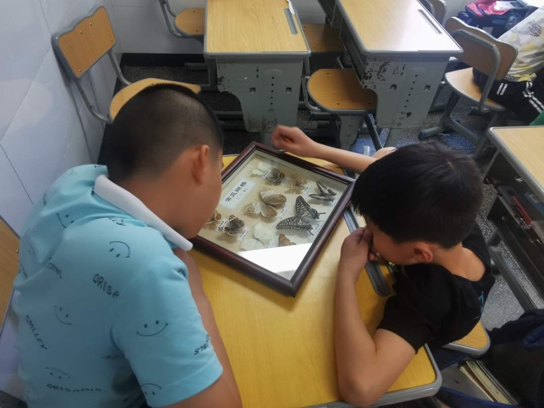 科学探索之观察蝴蝶.JPG